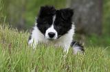 BORDER COLLIE 889